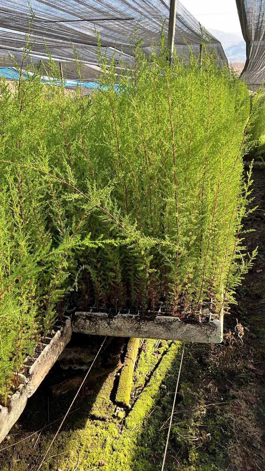Ciprés macrocarpa